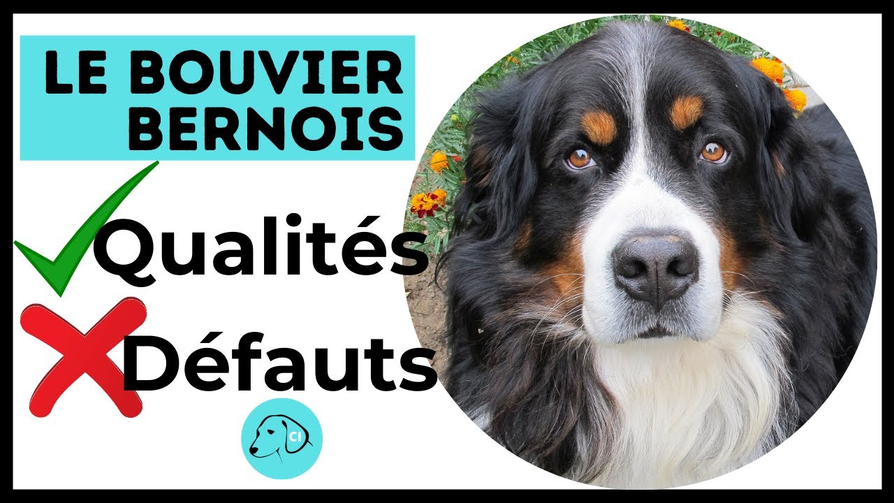 Tout Savoir sur le Bouvier Bernois Caractère - Qualités - Défauts