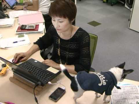 Japon: les animaux de compagnie s'invitent au bureau