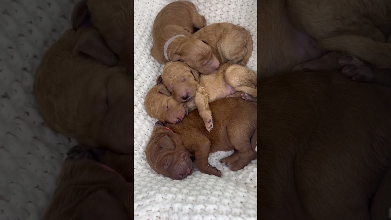 Golden doodle puppies ❤️🐶#goldendoodle #doodles #puppies #doodlepuppy