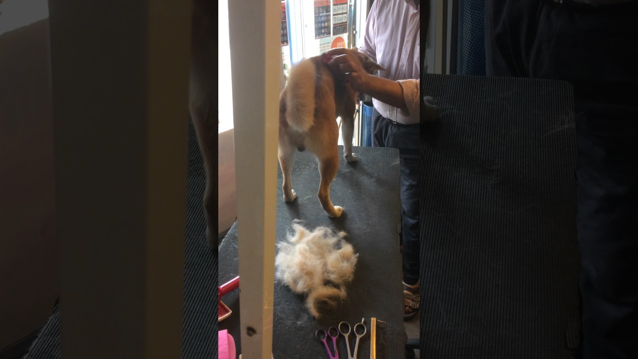 TOILETTAGE PARIS 8. LIBULLE.. Shiba Inu. VIDEO 1/2  PREPARATION