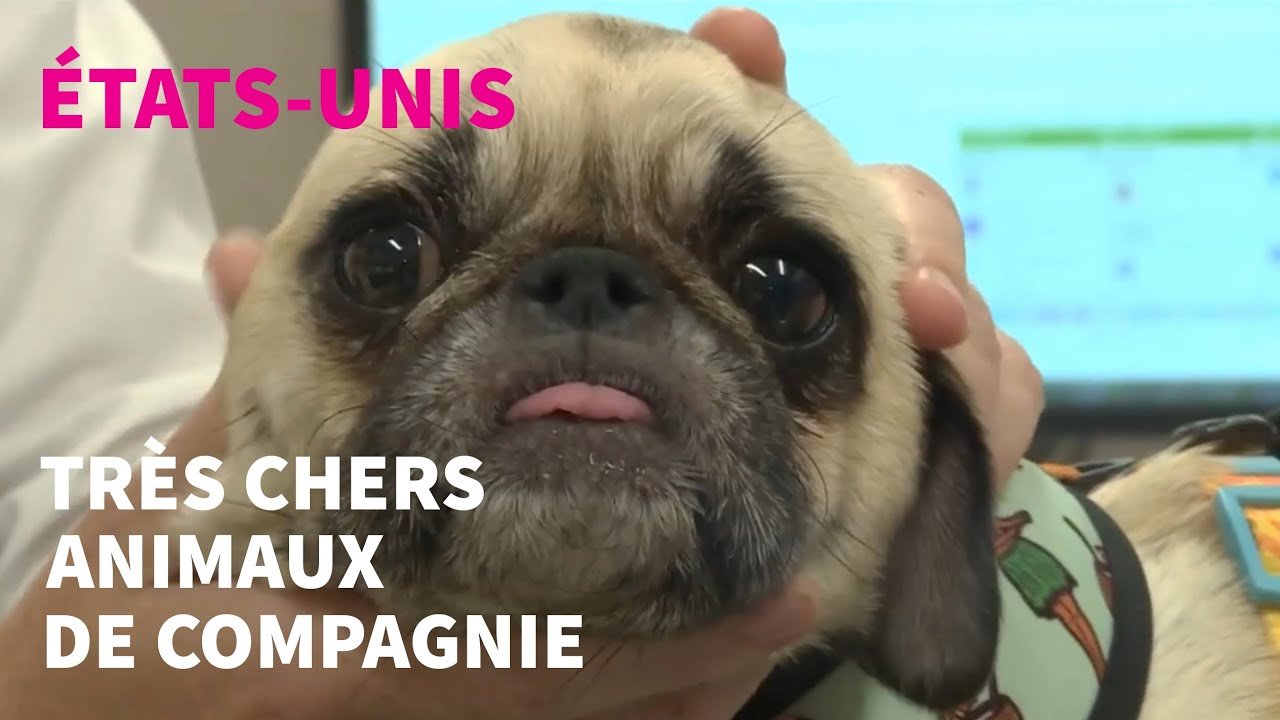 Aux Etats-Unis, la santé des animaux de compagnie n'a pas de prix | AFP Reportage