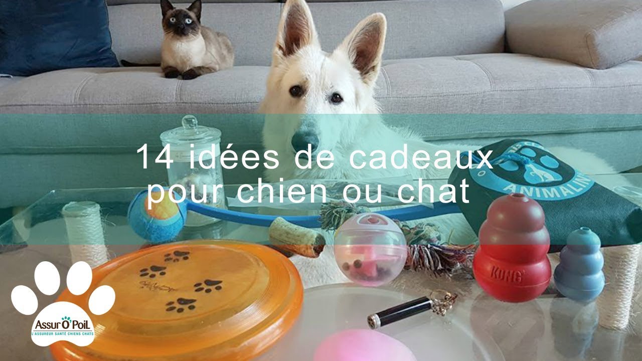 14 idées de cadeaux de Noël pour chien et chat | Assur O'Poil