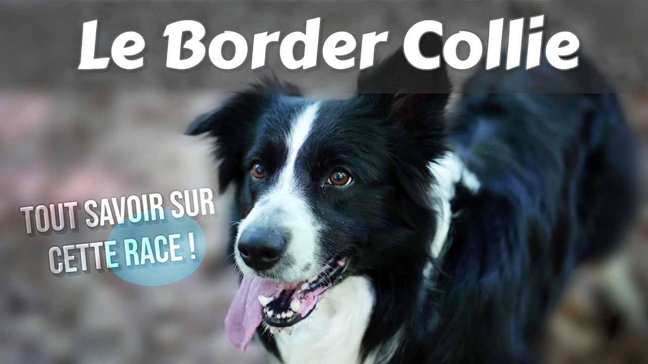 Le BORDER COLLIE : Tout savoir sur cette Incroyable Race de Chien (caractère, éducation..)