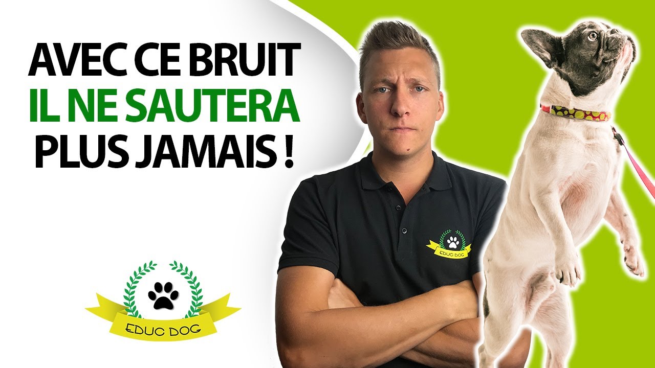 Chien qui saute sur les gens : 5 astuces simples et rapides pour qu'il arrête de sauter !