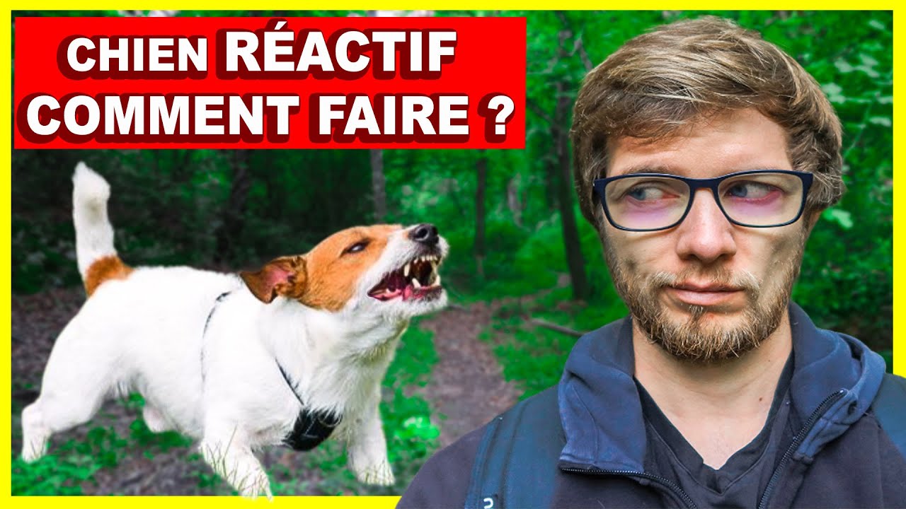 Mon chien est réactif  - Les 3 solutions qui fonctionnent (vraiment)