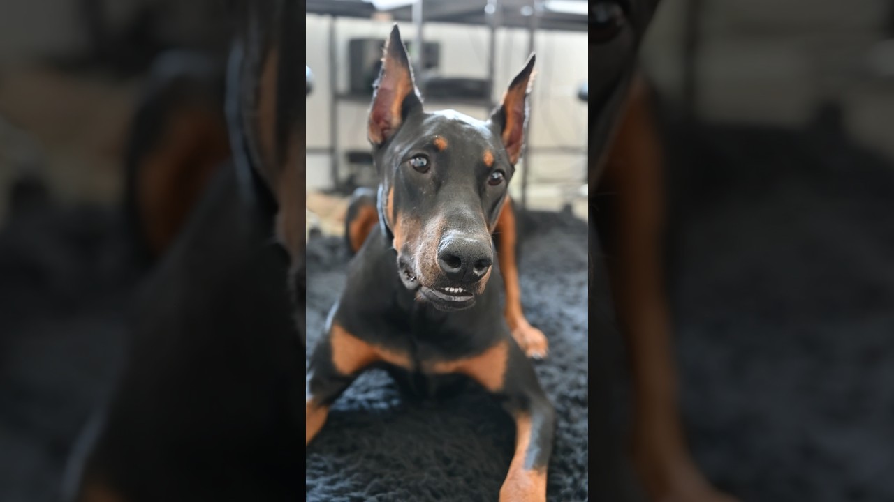 Serious Doberman Pinscher ready to play #doberman #family #puppy #shorts