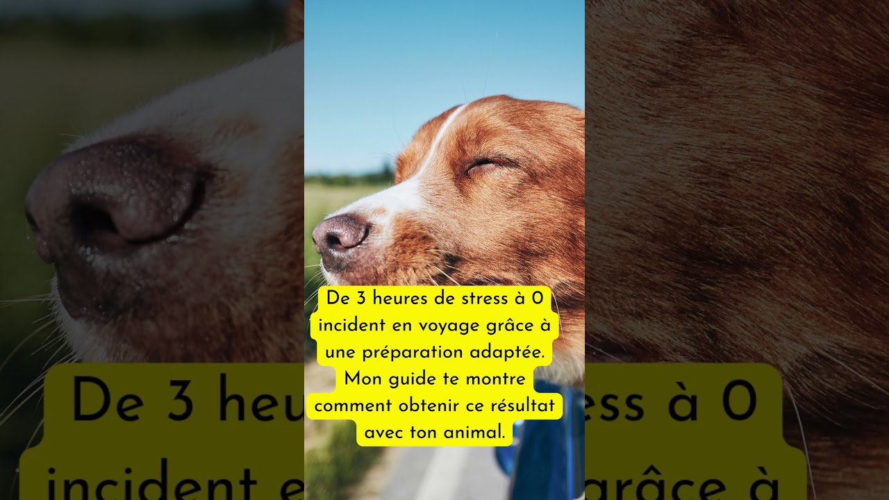 Les 7 erreurs qui mettent votre animal en danger🐾Guide Pdf dans la bio🐾