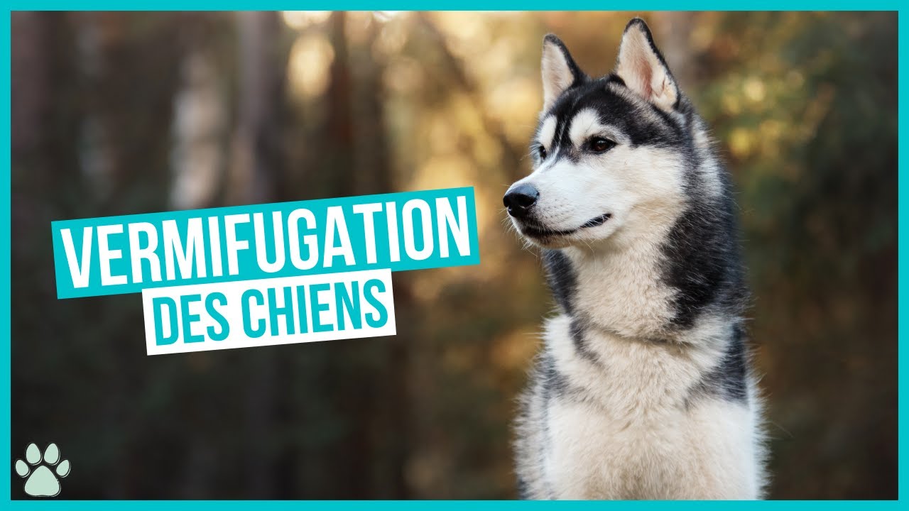 Comment vermifuger son chien