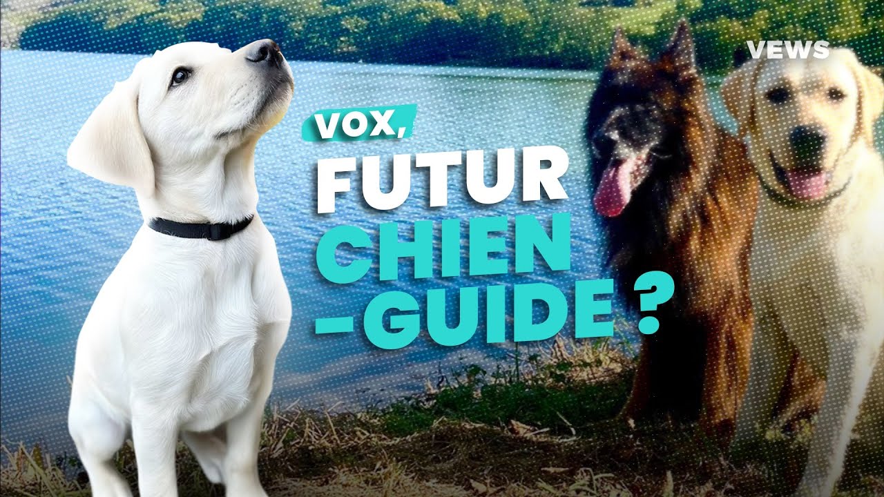 On a suivi un labrador chiot pendant sa formation pour devenir chien guide !