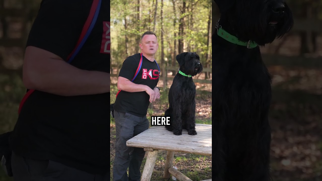 Top 3 Reasons Why You Should Get a Giant Schnauzer