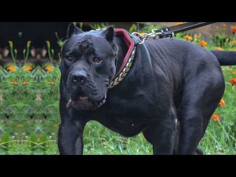 Cane Corso – This Dog Will Stop Anyone! Here’s Why He’s The Best