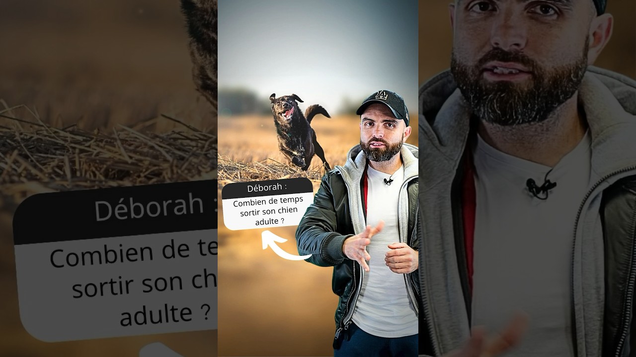 COMBIEN de temps SORTIR son CHIEN adulte ?