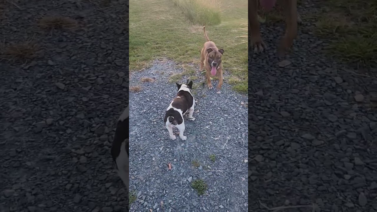 😱🤣 #chien #pitbull #mascotte #shots #dog #schizo #promenade #caniche #labrador #malinois