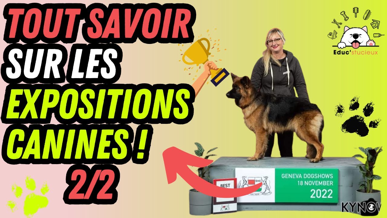 Je t'EXPLIQUE TOUT ce que tu dois savoir sur les EXPOSITIONS CANINES de beauté CHIENS ! Documentaire
