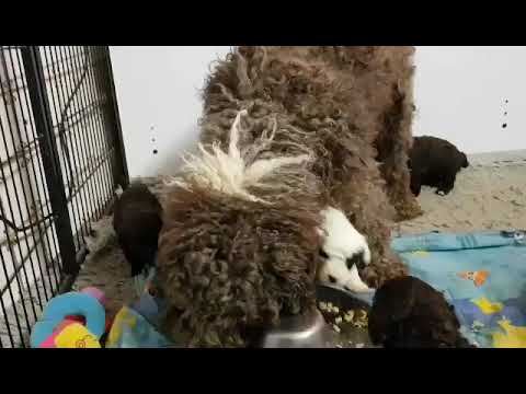 Chien d'eau espagnol / Perro de Agua