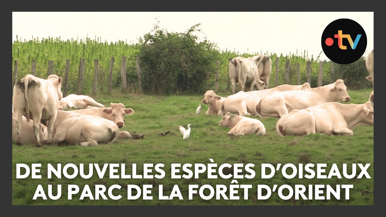 De nouvelles espèces d'oiseaux s'installent au parc naturel de la forêt d'Orient