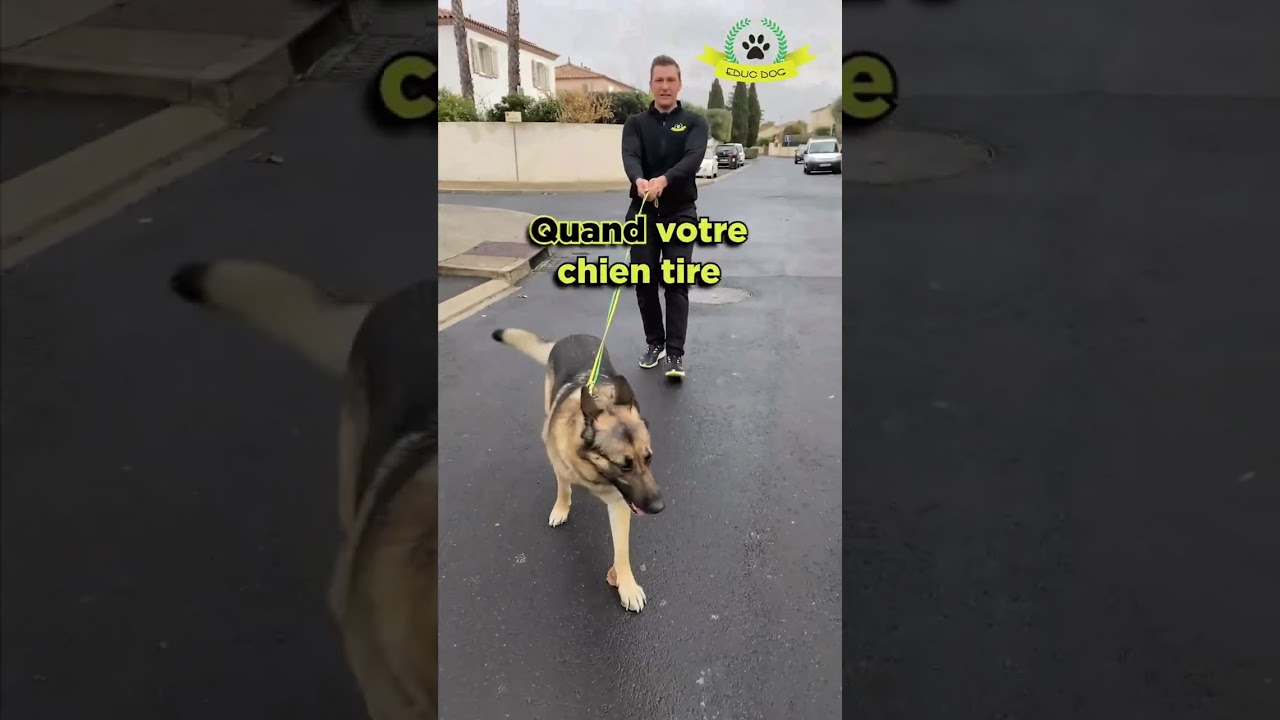 Que faire si ton chien tire en laisse comme un fou ?