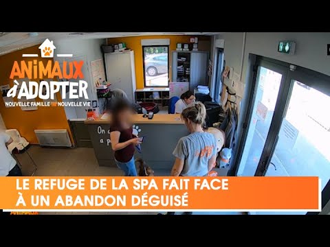 Le refuge de la SPA fait face à un abandon déguisé -  Animaux à Adopter