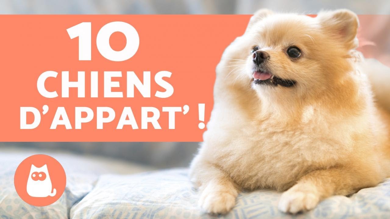 10 races de CHIENS d'APPARTEMENT 🏠 (Les meilleurs !)