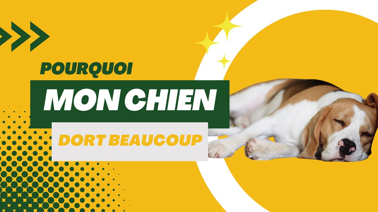 Habitudes de sommeil de votre chien : tout savoir 💤🐶