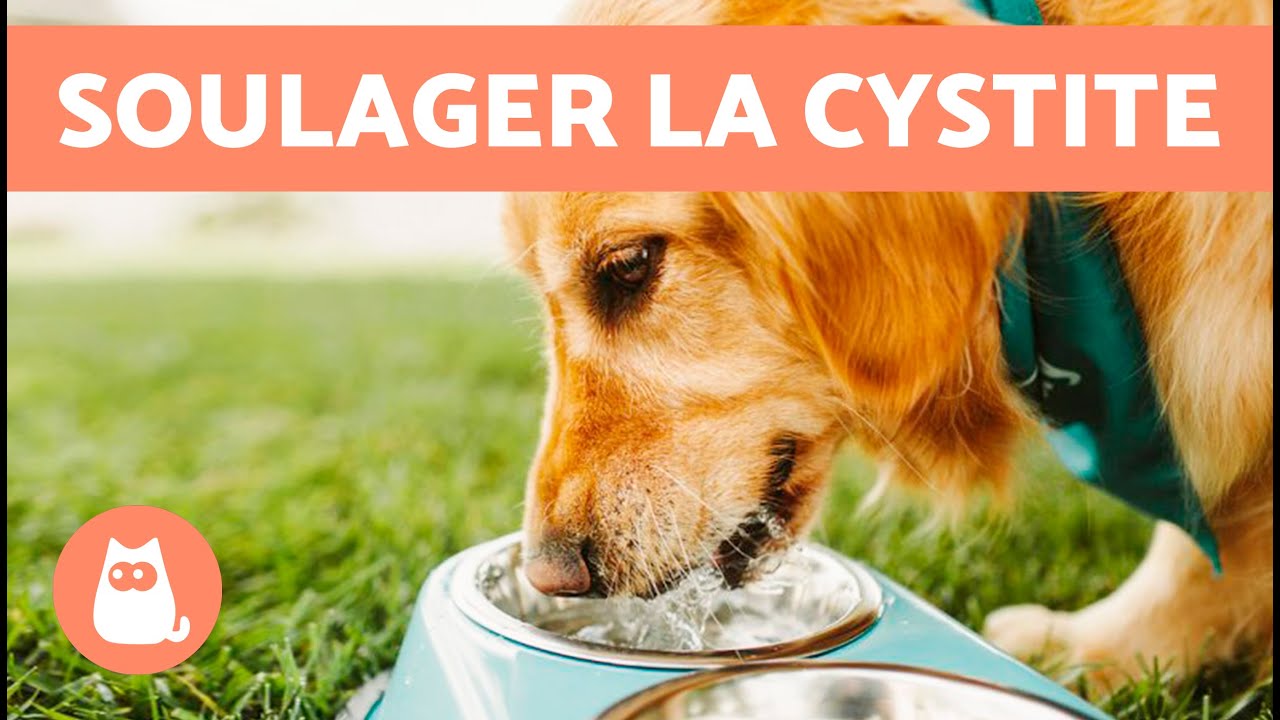 REMÈDES MAISON pour l'INFECTION URINAIRE chez les CHIENS 🐶💧✅