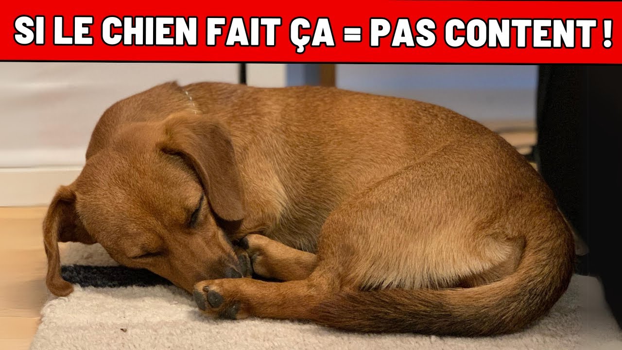 7 signes UNIVOQUES que votre chien est malheureux – ne les ignorez jamais !