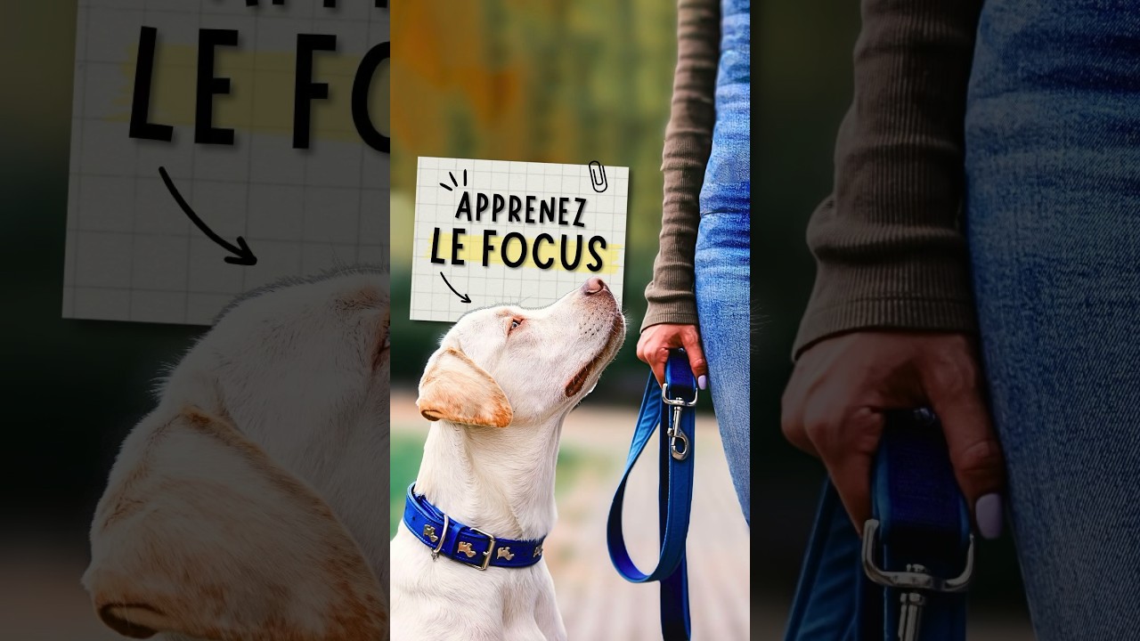 Apprenez le FOCUS à votre chien ! #chien #dog #fyp