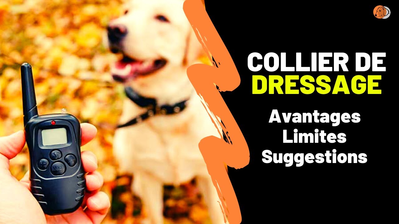 Les meilleurs colliers de dressage : avantages, limites et critères de choix