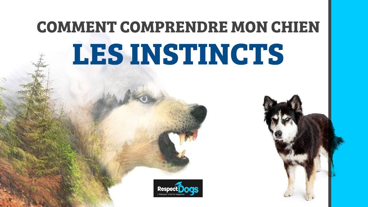 COMMENT COMPRENDRE MON CHIEN ?