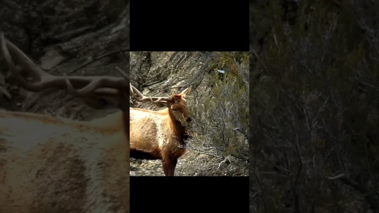 Pourquoi les Cerfs Perdents leurs Bois ? #cerf