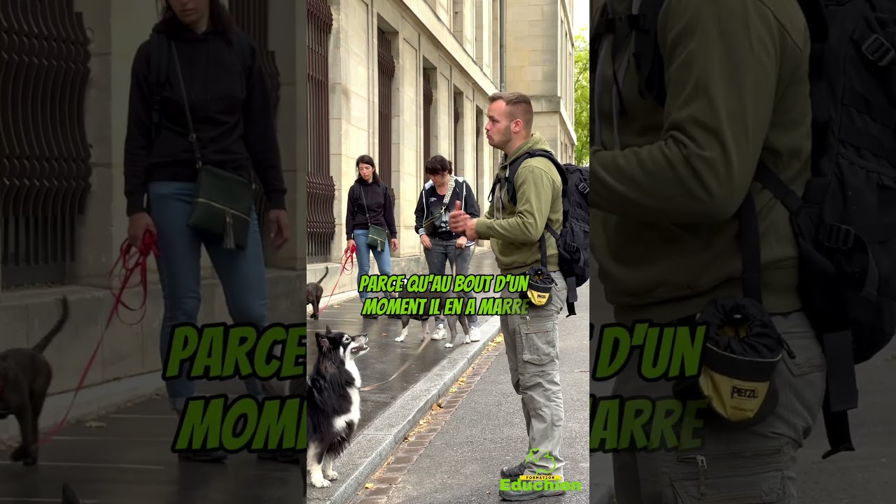 ⚠️ Quelques ERREURS à ÉVITER lors des traversées de routes 🐕