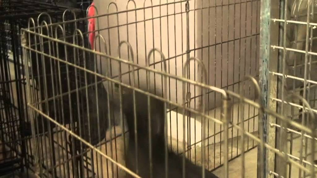 Salon Chien et chat 2012