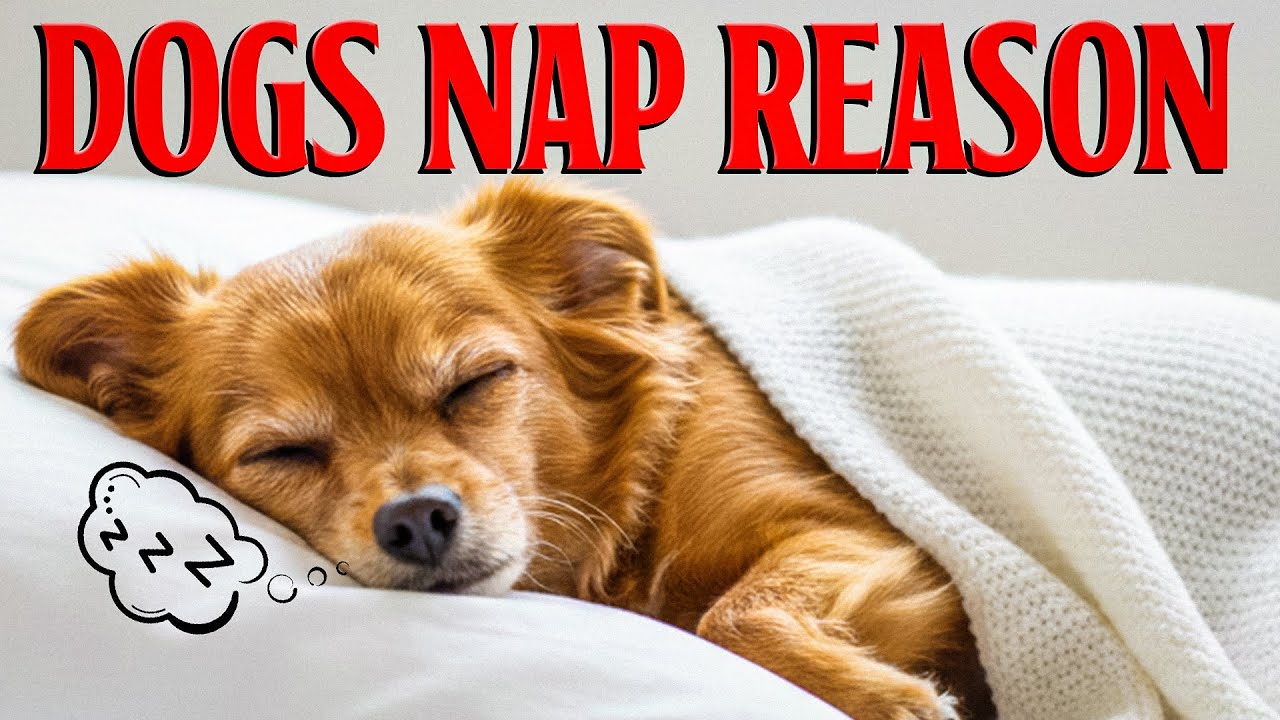 Why Does My Dog Sleep So Much? Canine Sleep Patterns Explained