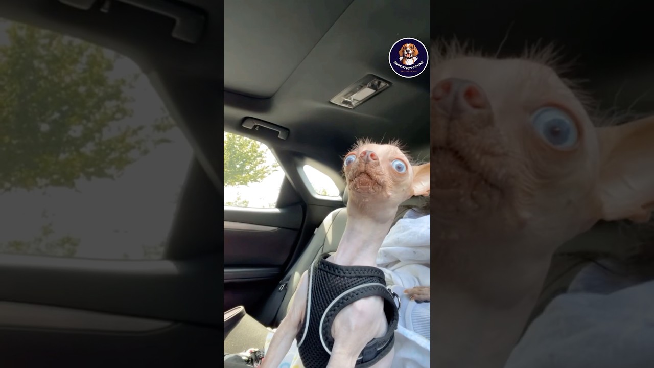 Les 3 races de chien qui ne perdent pas de poils #dressersonchien #chien #animaux #chienmignon