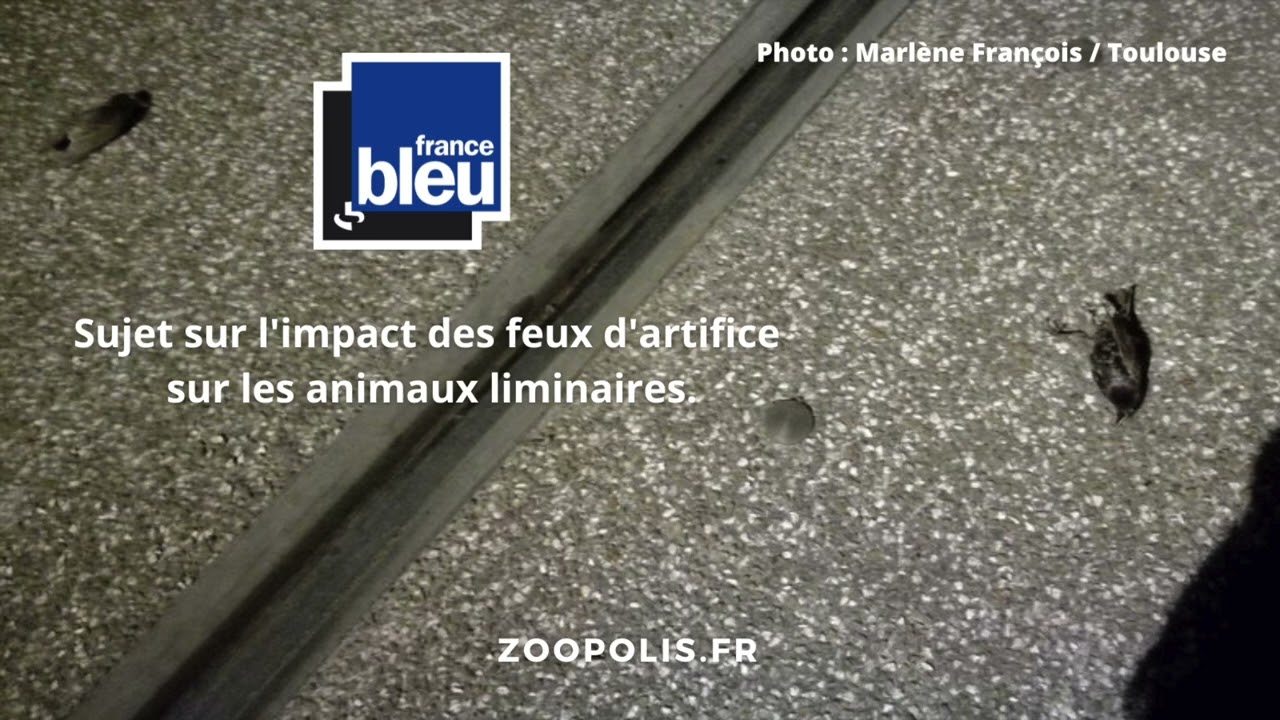 France Bleu - 13/07/2023 - impact des feux d'artifice sur les animaux