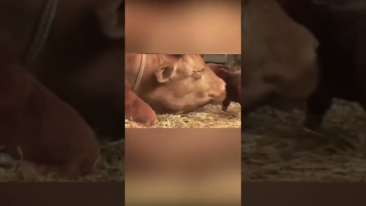 Des animaux réunis avec leurs propriétaires après des années #shorts