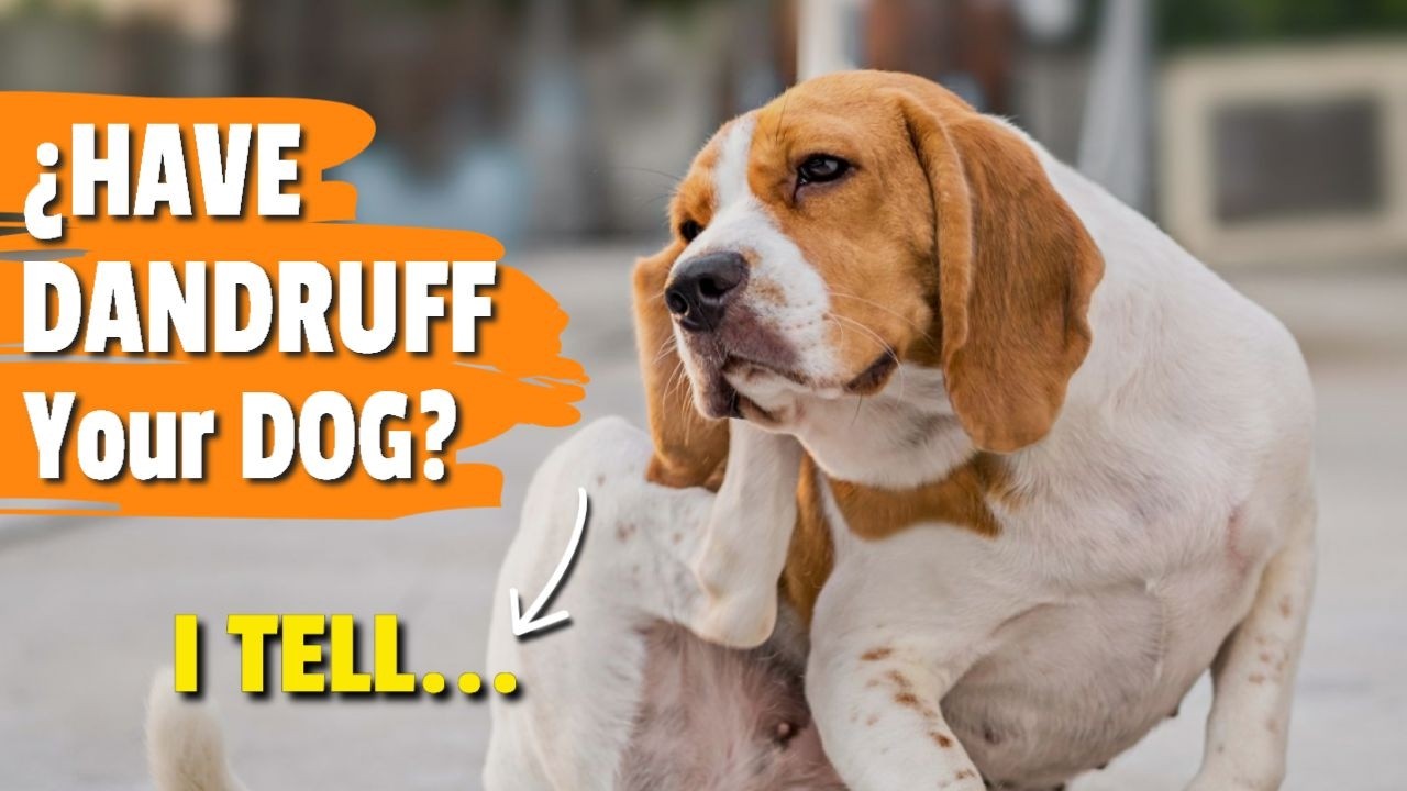 🐶🥥 ¿How to TREAT DANDRUFF in Dogs Naturally
