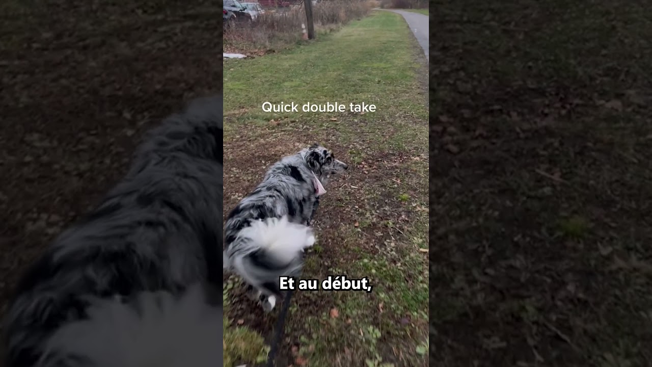 Ce Chien Reconnaît Son Maitre Après Ne Pas L'avoir Vue Pendant 6 Mois