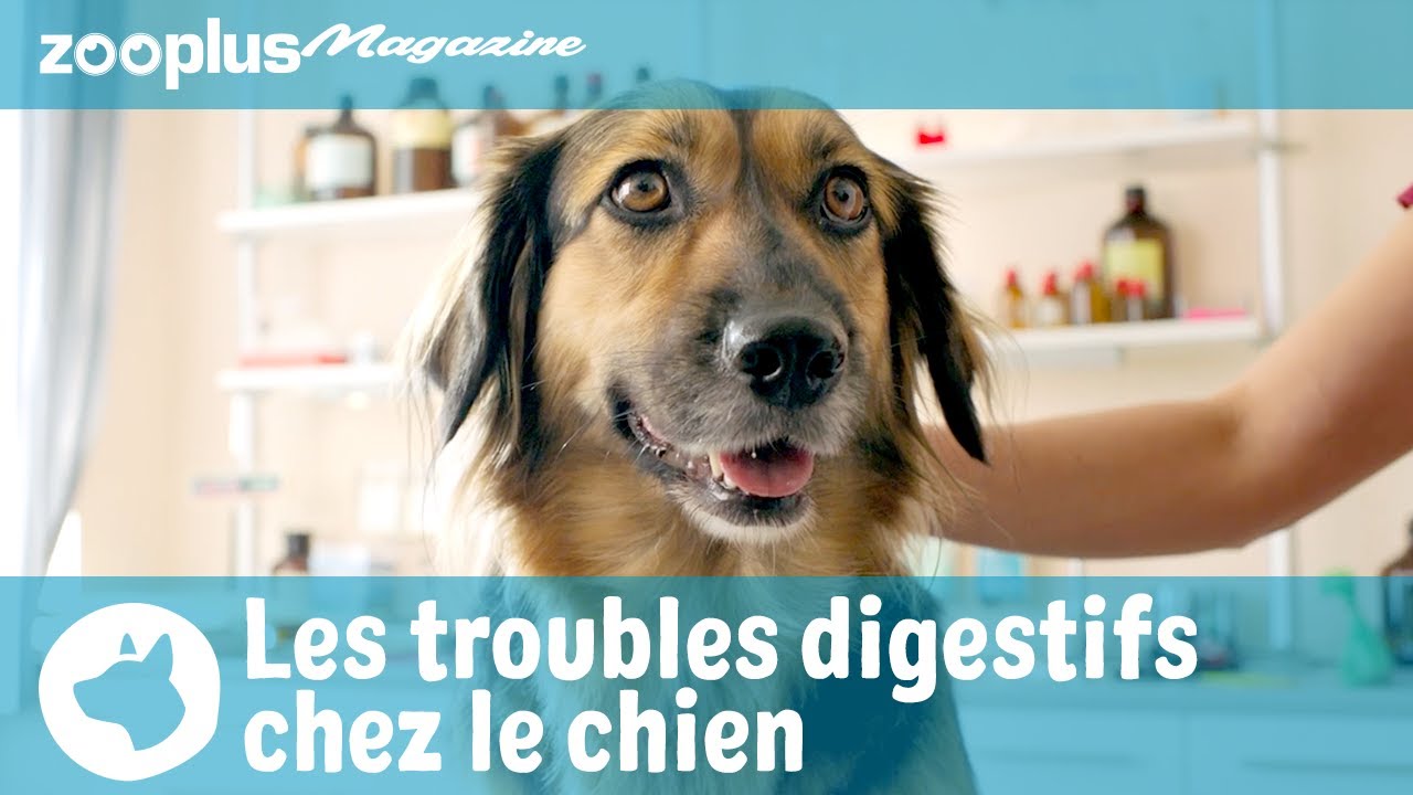 Les troubles digestifs chez le chien : causes & traitements