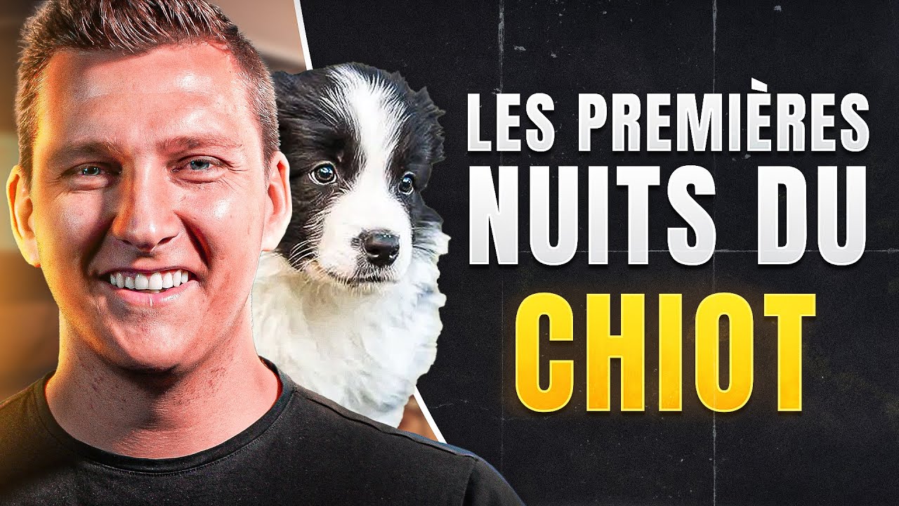 4 Conseils Pour Les Premières Nuits Avec Un Chiot