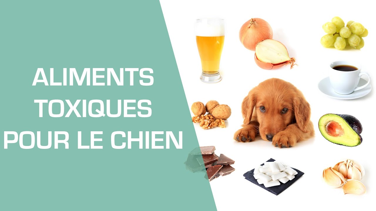 Les aliments toxiques pour le chien - Animaux