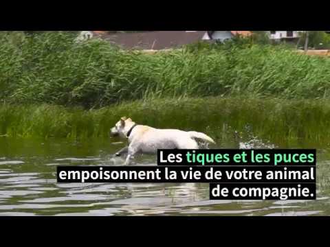 Comment protéger mon animal des puces et des tiques ?