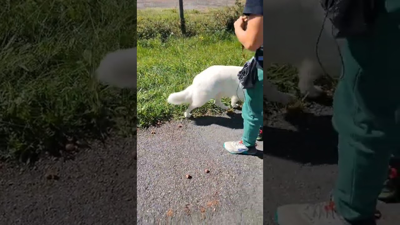 Talbamonblanc - C'est parti pour le centre éducation  #berger #bergersuisse #chien