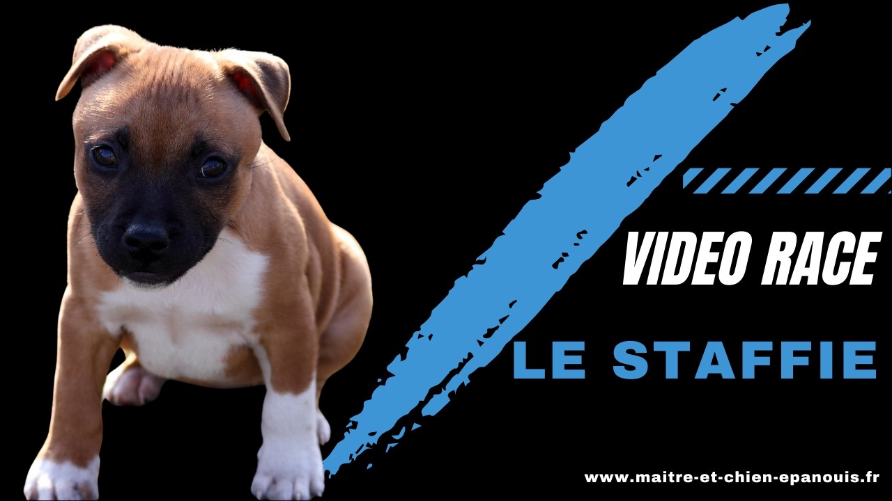 Staffie : les qualités, besoins et spécificités de cette race canine