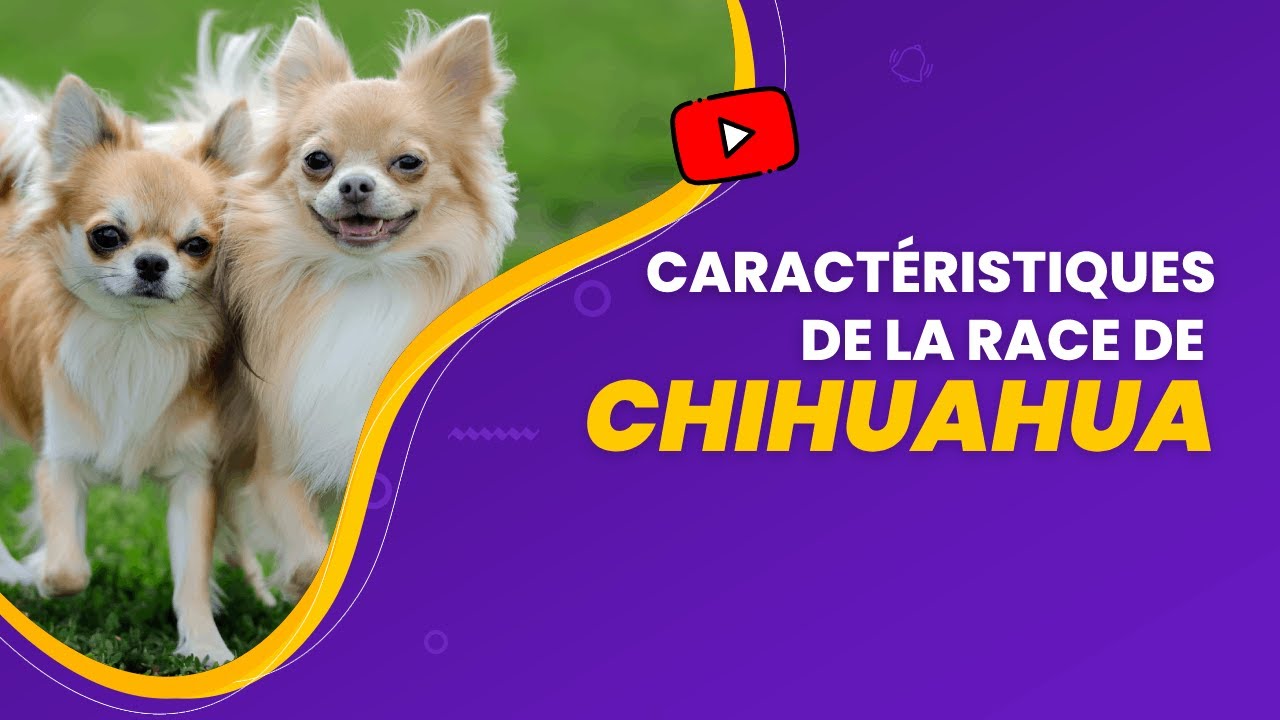 Caractéristiques De La Race De Chihuahua 🐩