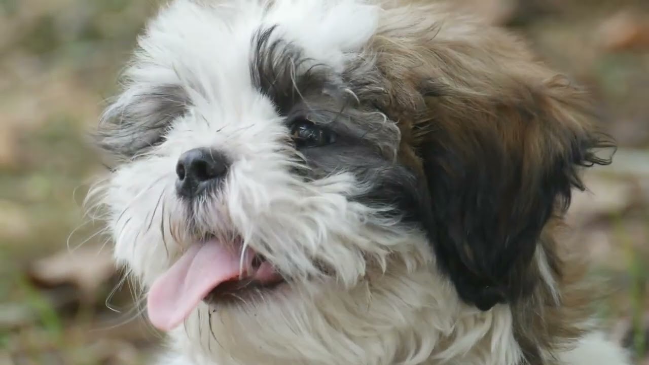 10 CHOSES SURPRENANTES A SAVOIR SUR LE SHIH TZU  ET  LEUR AMOUR ENVERS VOUS.......