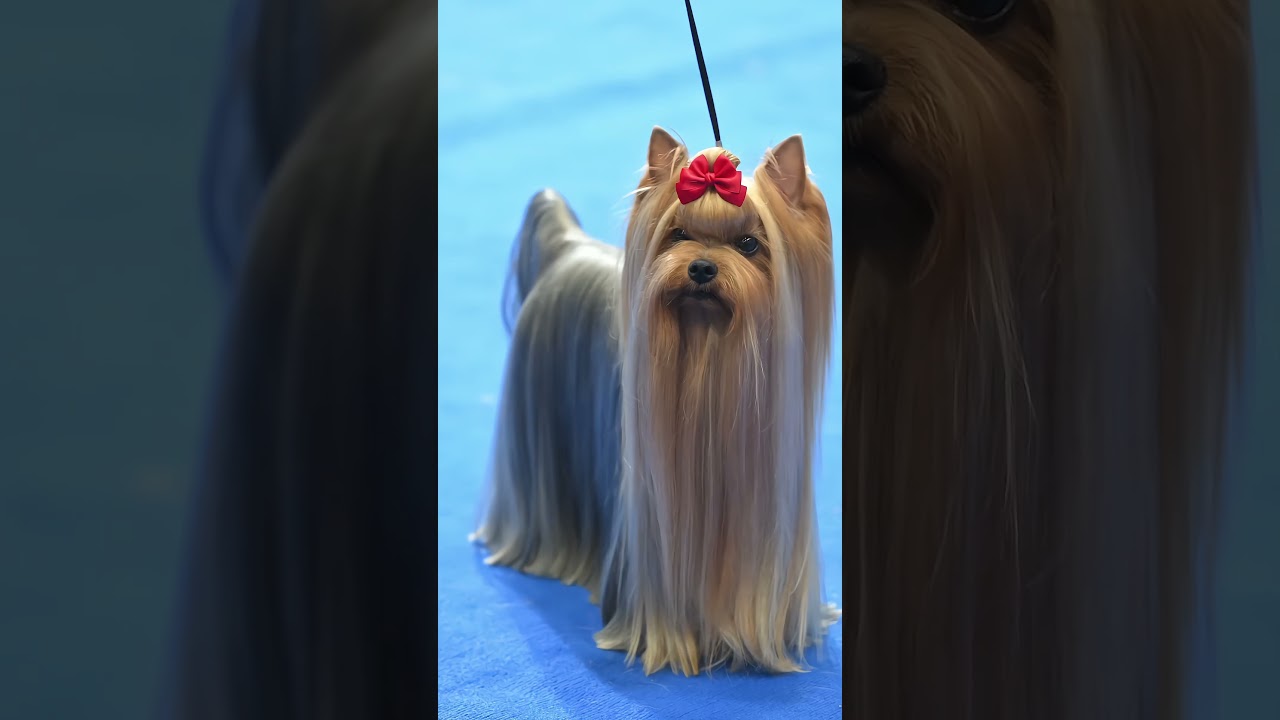 Maltese vs Yorkshire Terrier, two top-level show dogs from two gorgeous and noble breeds.