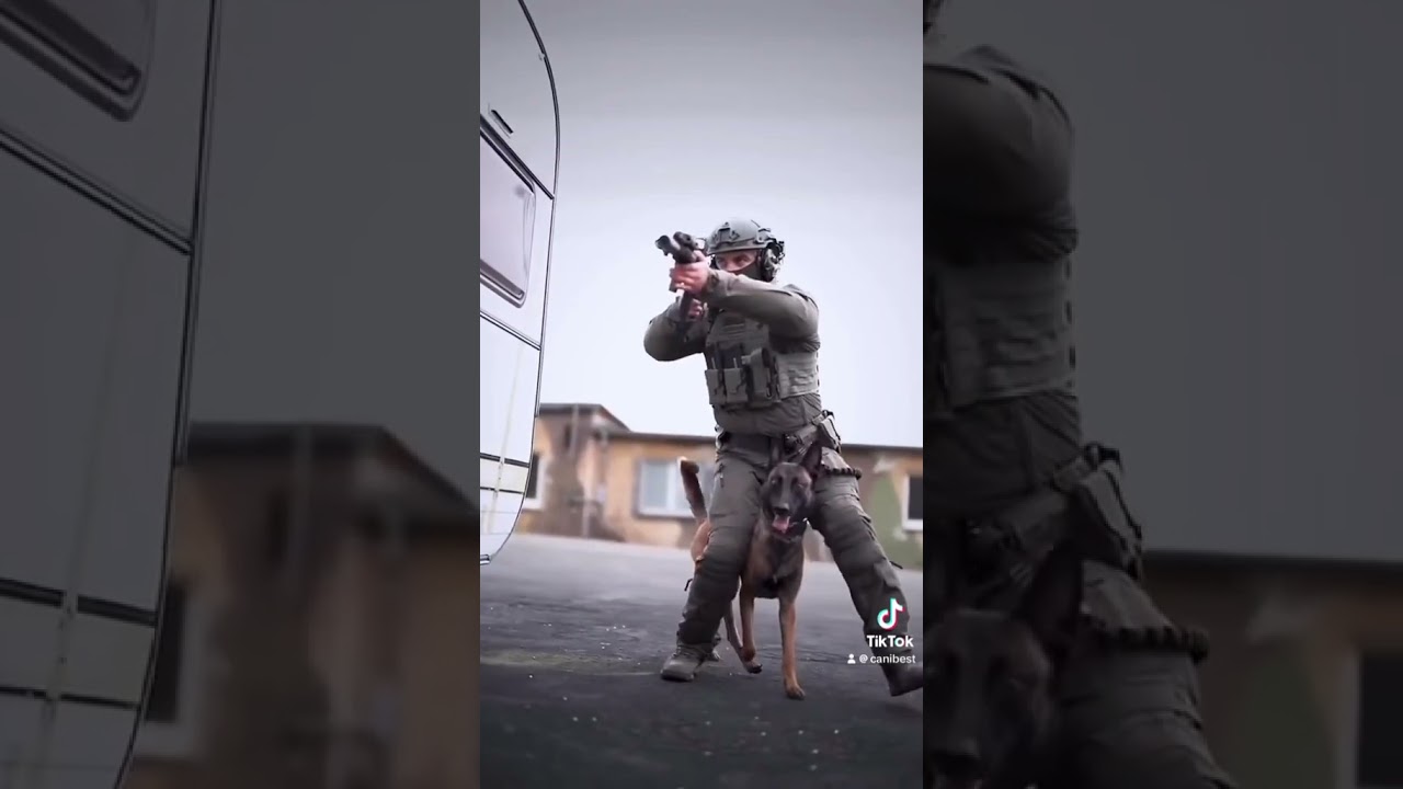 Tout savoir sur les races de chien : le malinois 🐕