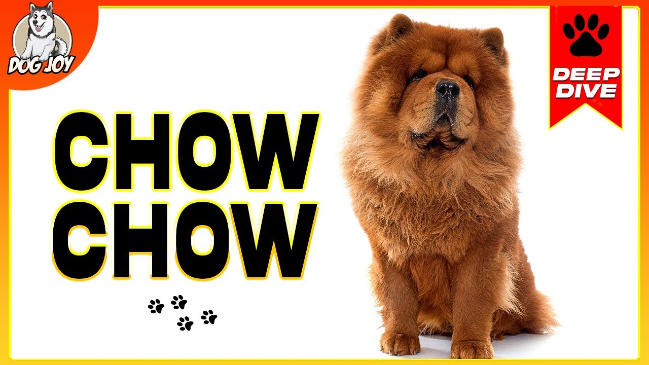 The Ultimate Chow Chow Guide: Everything You Need To Know