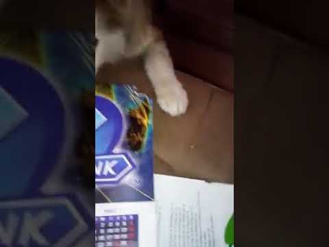 Din 12 weeks old swiss shepherd husky mix puppy